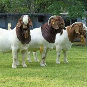 Livestock