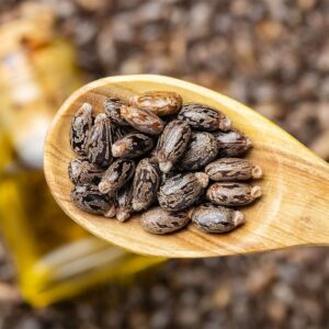 Oil Seeds