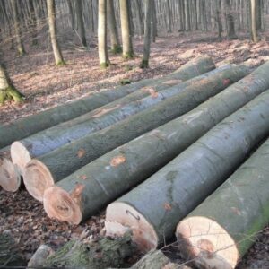 Beach Wood Logs