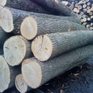 Ash Wood Logs