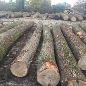 European Black Walnut